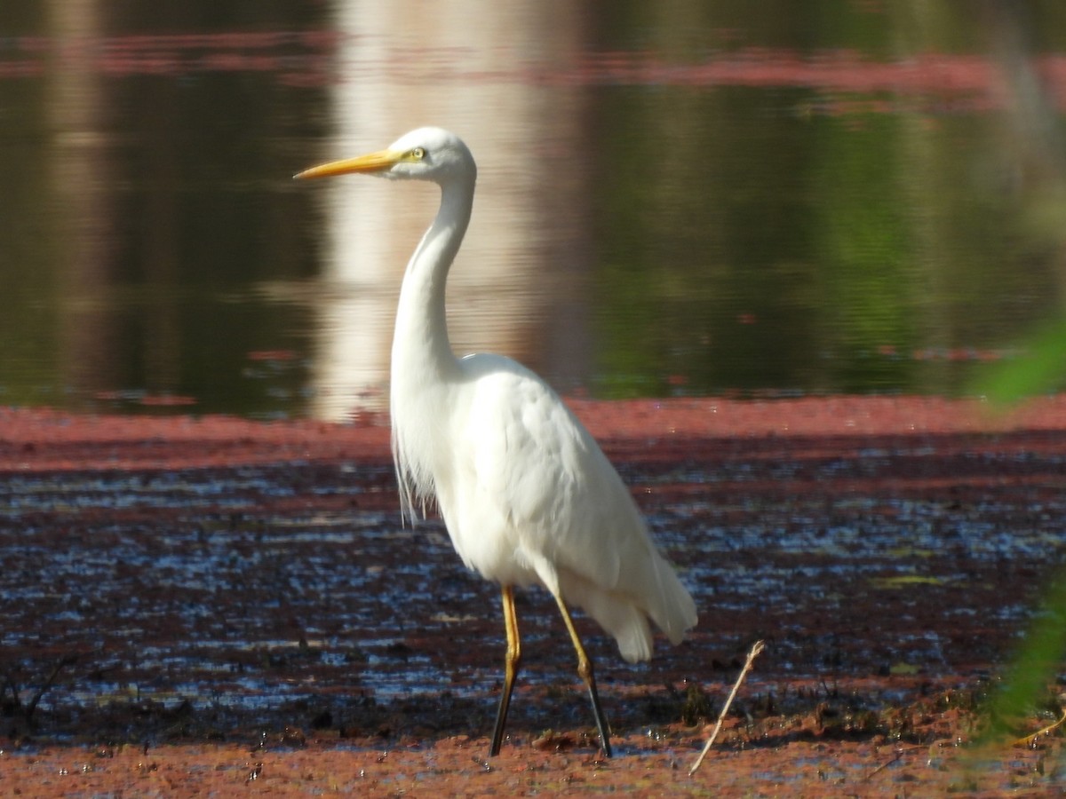 Plumed Egret - ML624213988