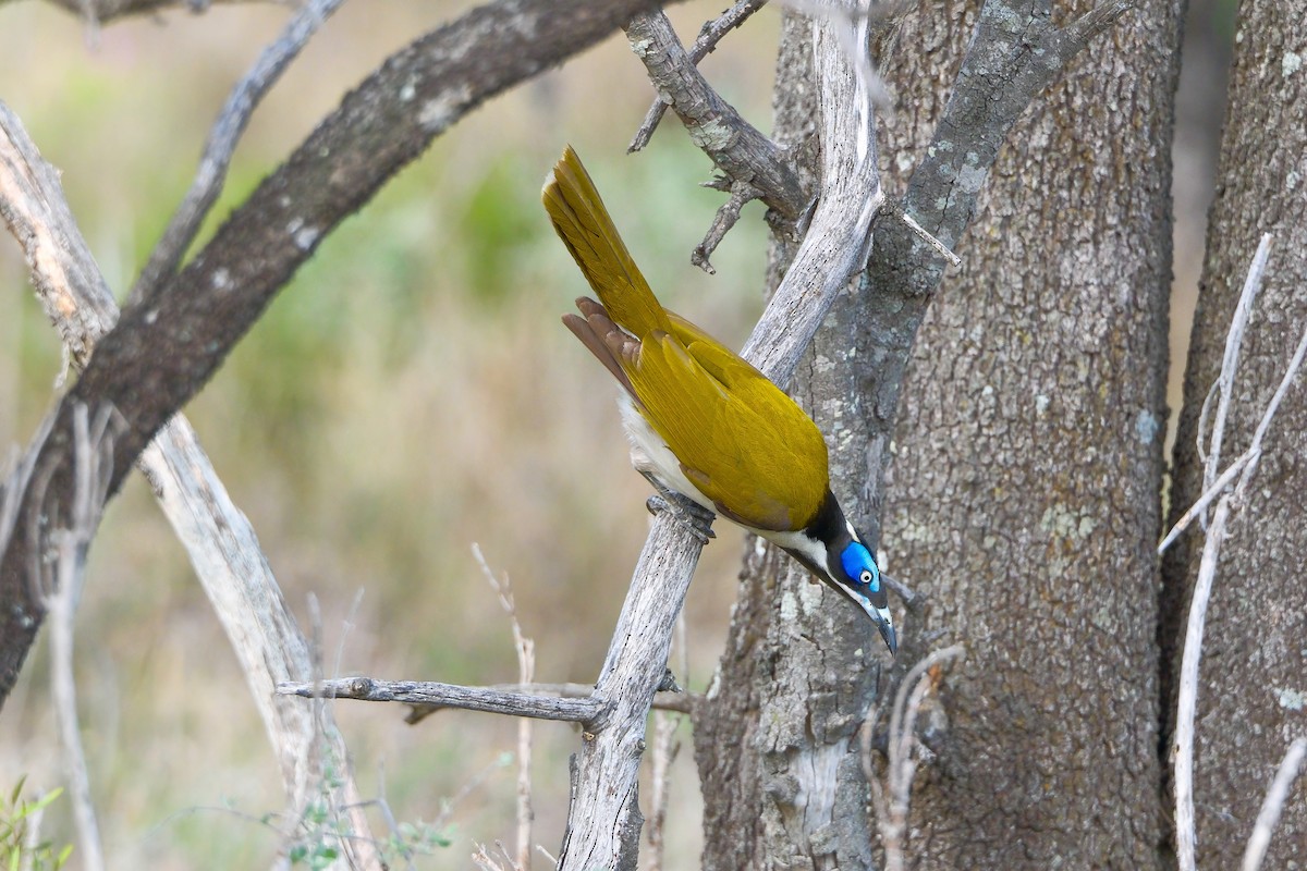 Blue-faced Honeyeater - ML624213991