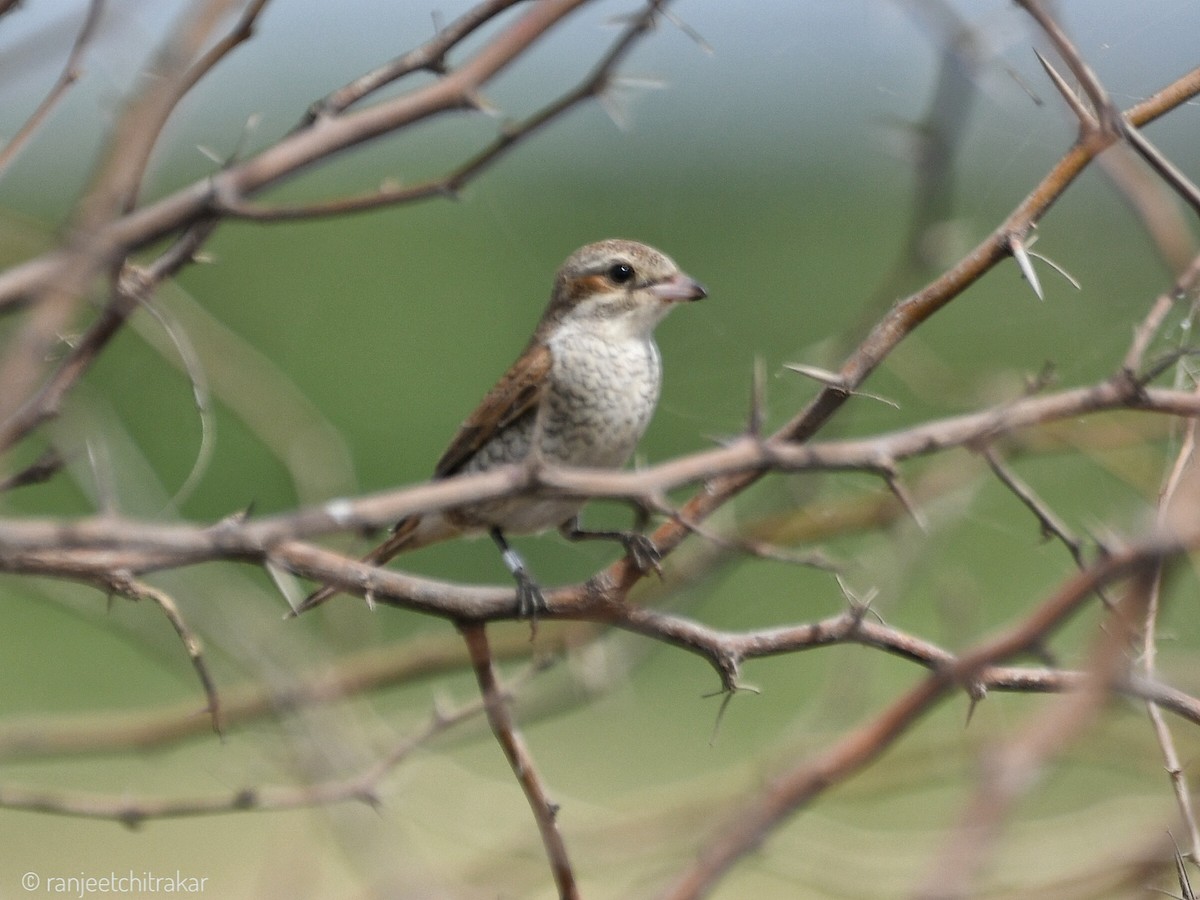 Averla isabellina - ML624214011