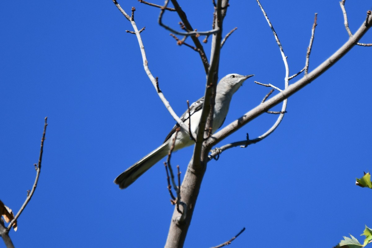 Northern Mockingbird - ML624214018