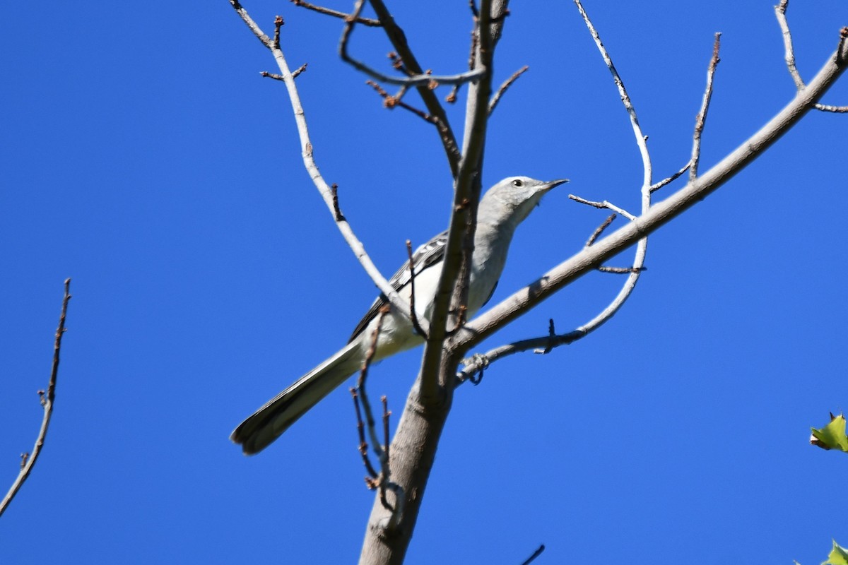 Northern Mockingbird - ML624214019