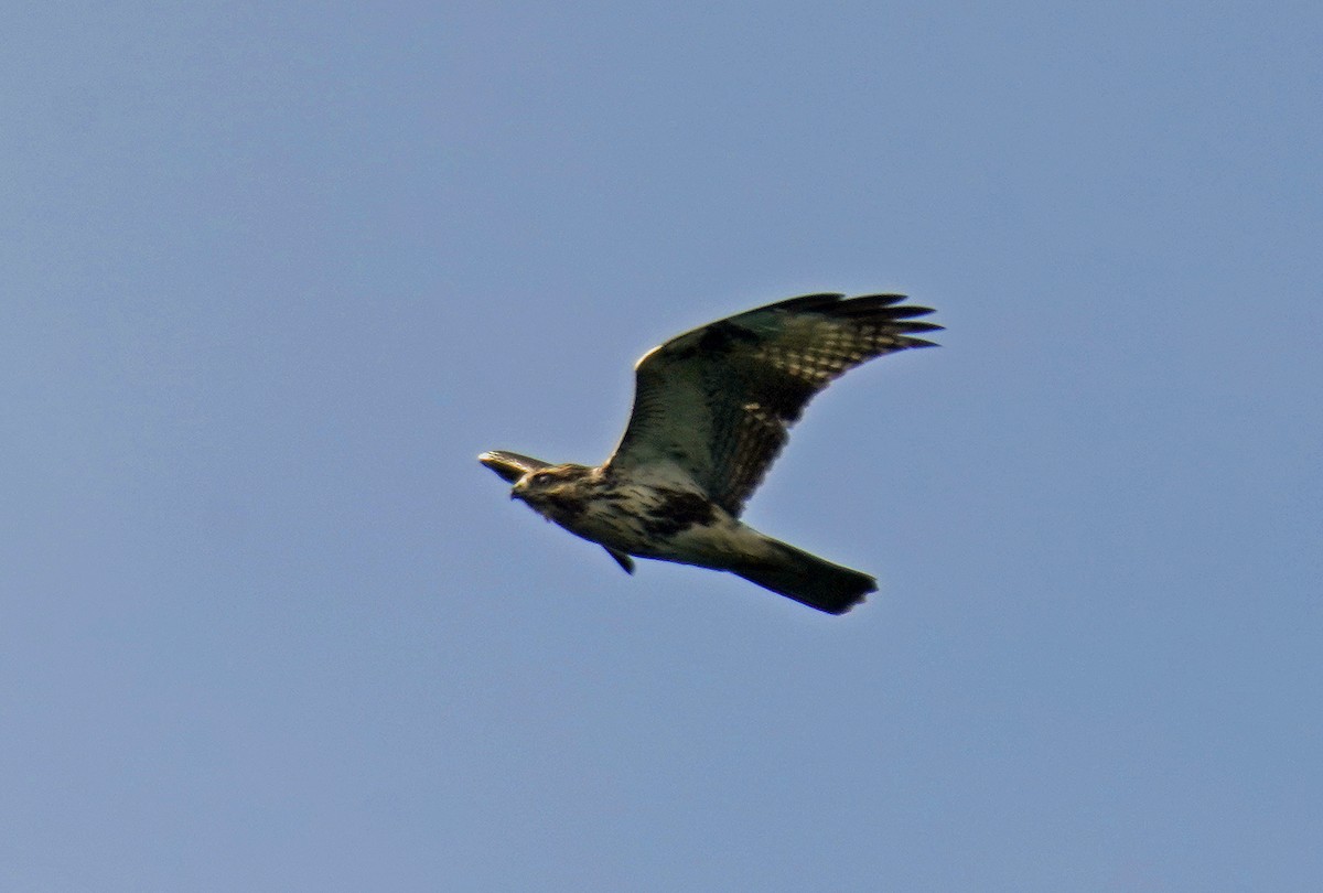 Eastern Buzzard - ML624214024