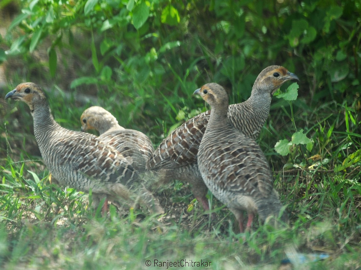 Gray Francolin - ML624214025