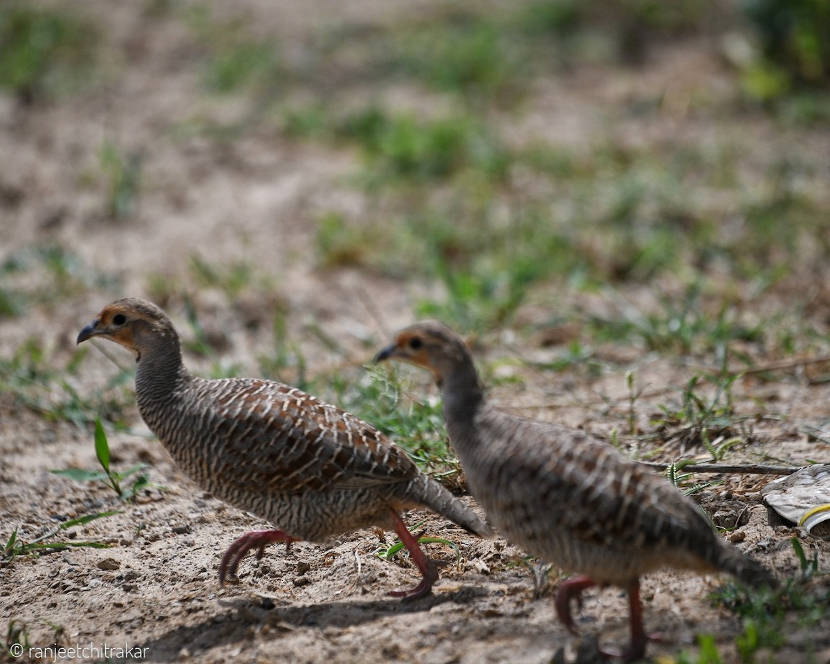 Gray Francolin - Ranjeet Chitrakar