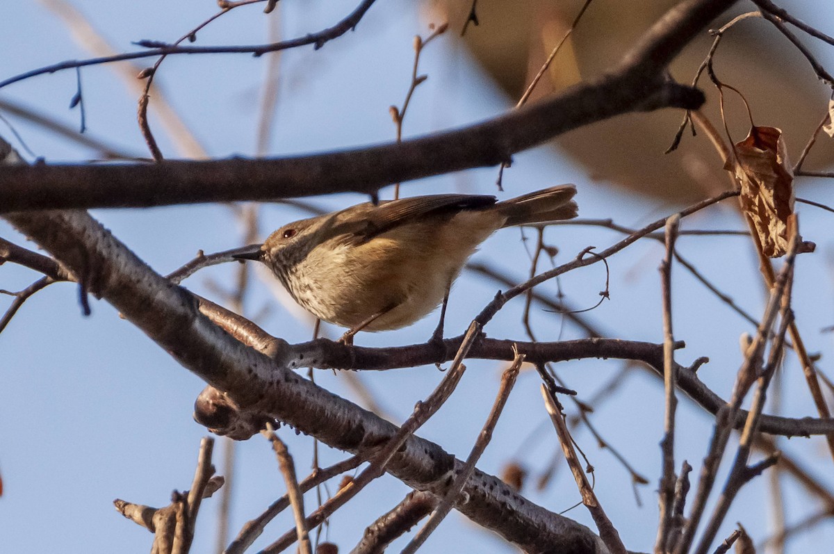 Brown Thornbill - ML624214071