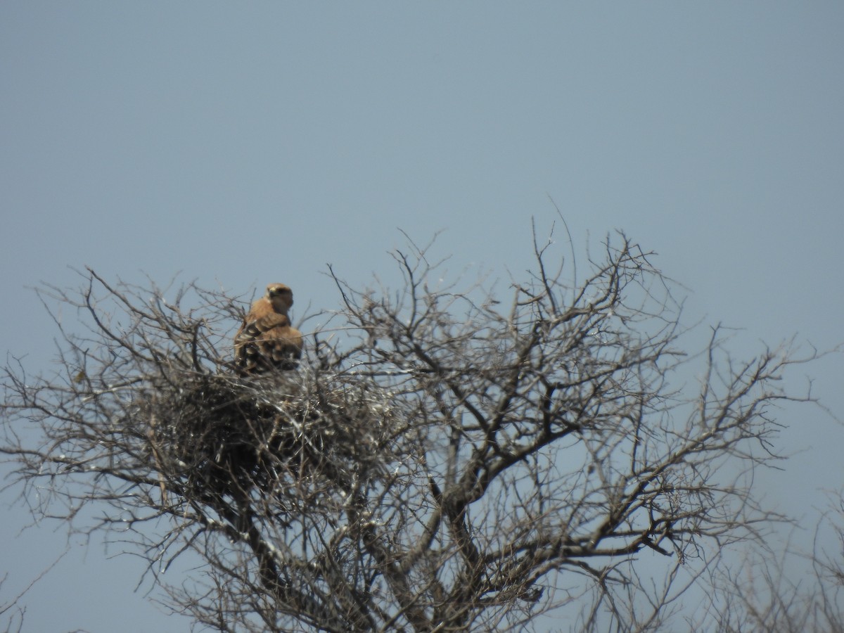 Tawny Eagle - ML624214081