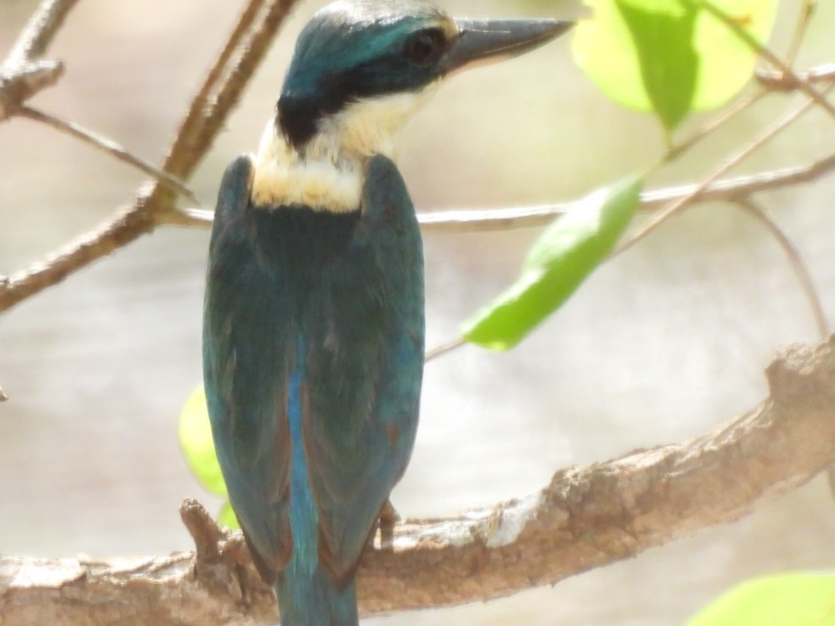 Sacred Kingfisher - Kerry Scales