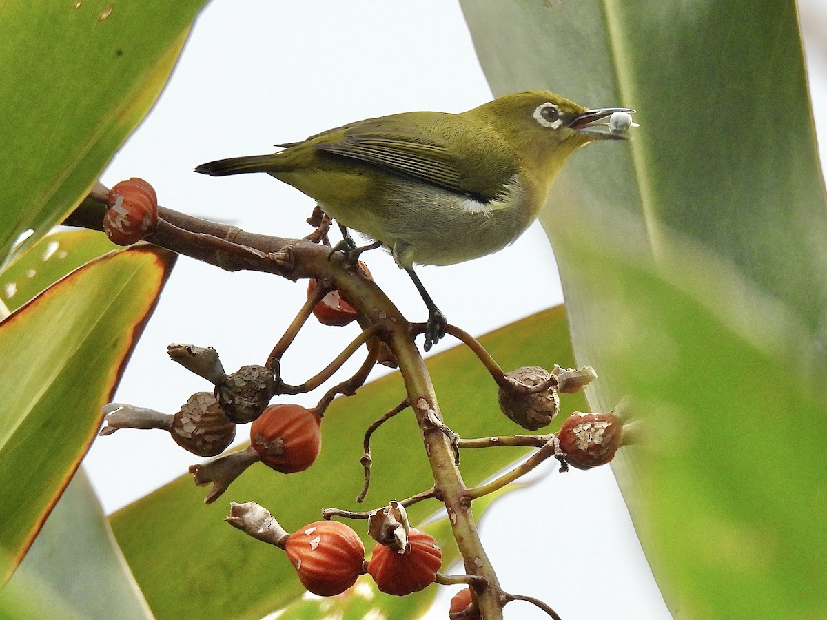 Warbling White-eye - ML624214111