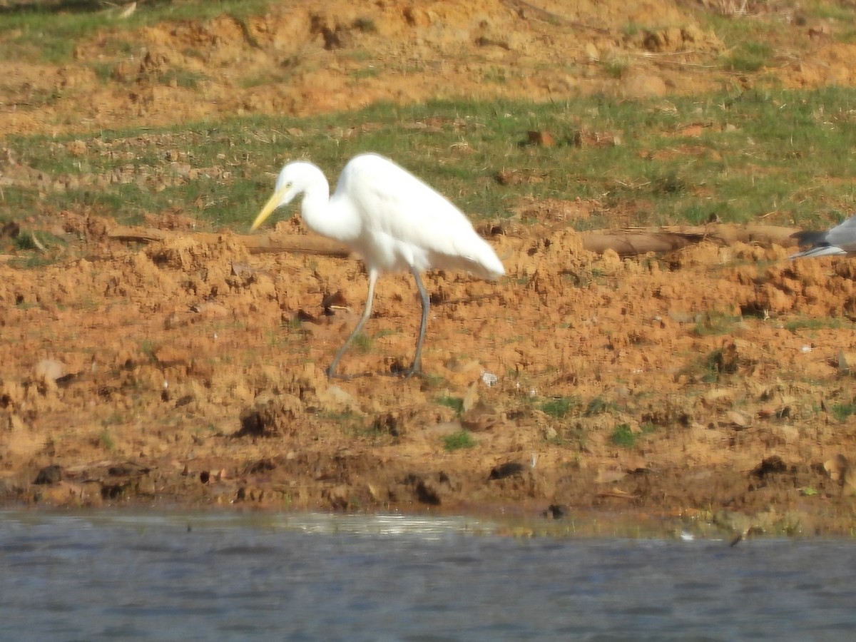 Plumed Egret - ML624214137