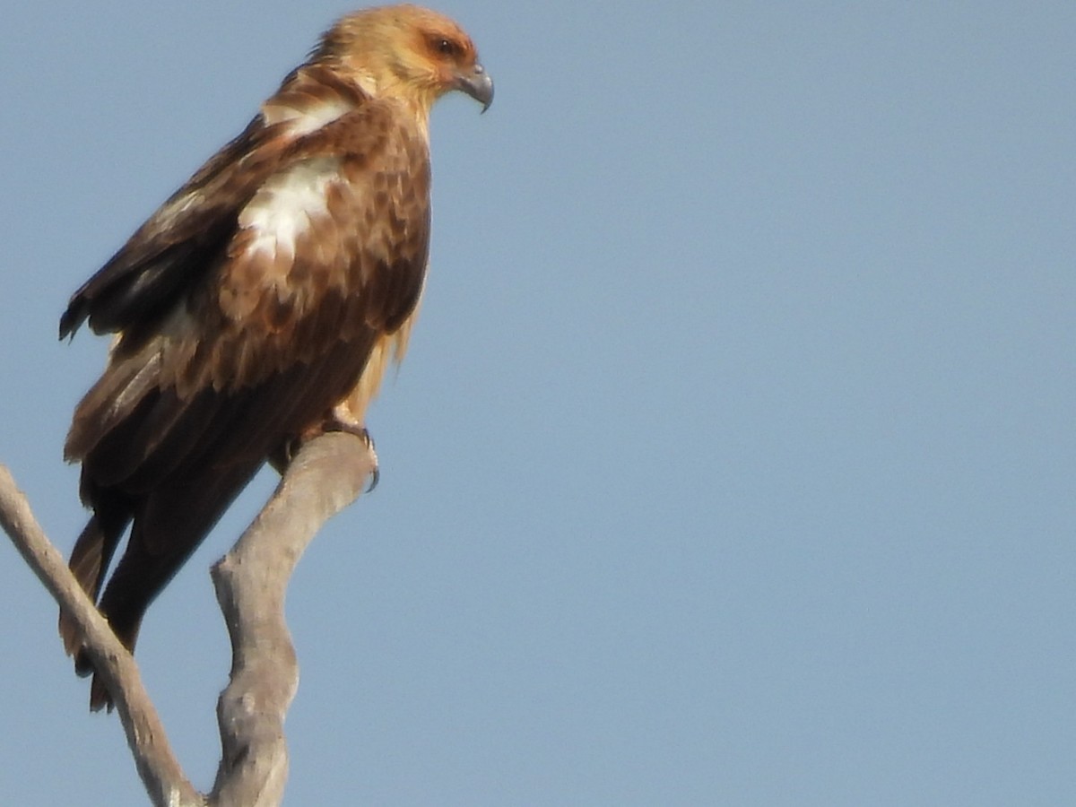 Whistling Kite - ML624214139