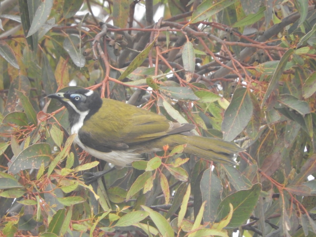 Blue-faced Honeyeater - ML624214146