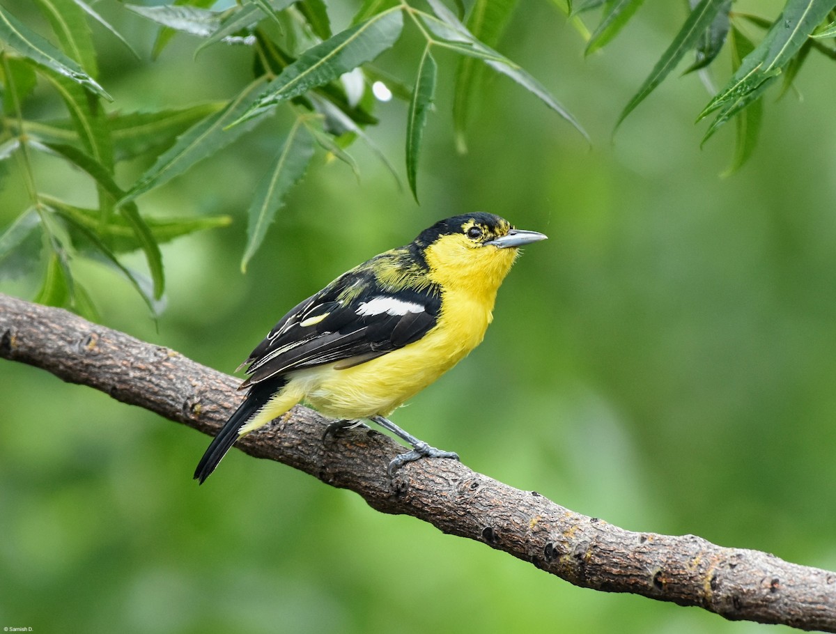 Common Iora - ML624214171