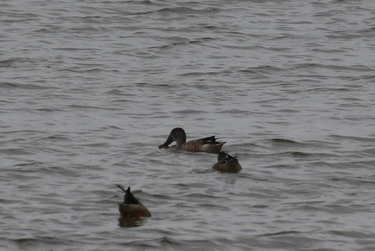 Northern Shoveler - ML624214176