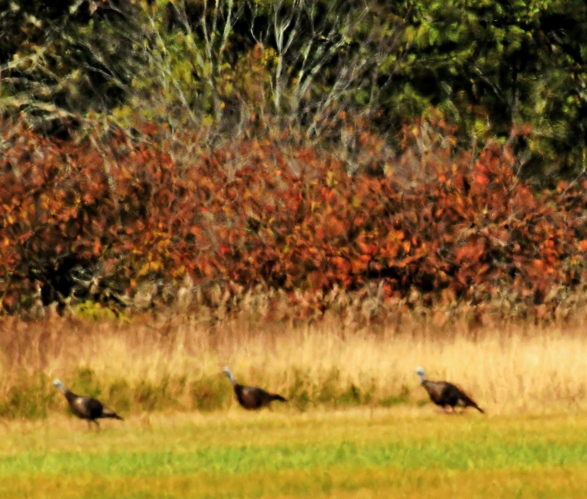 Wild Turkey - ML624214180