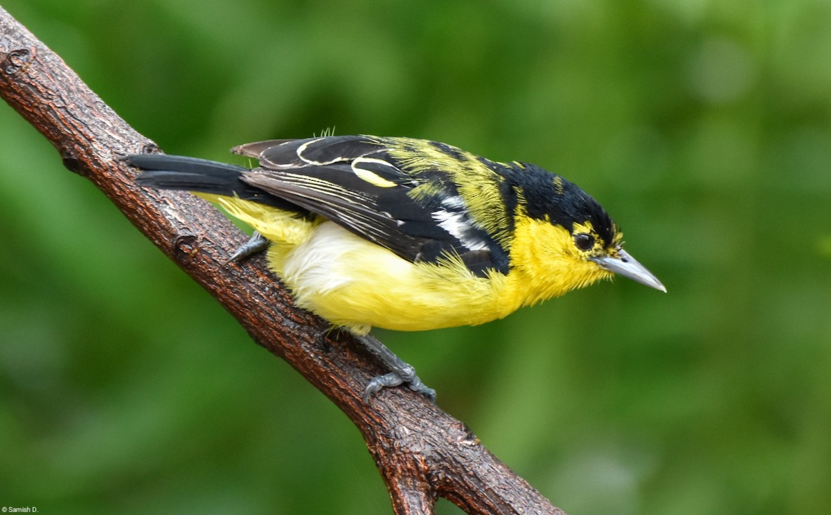 Common Iora - ML624214192