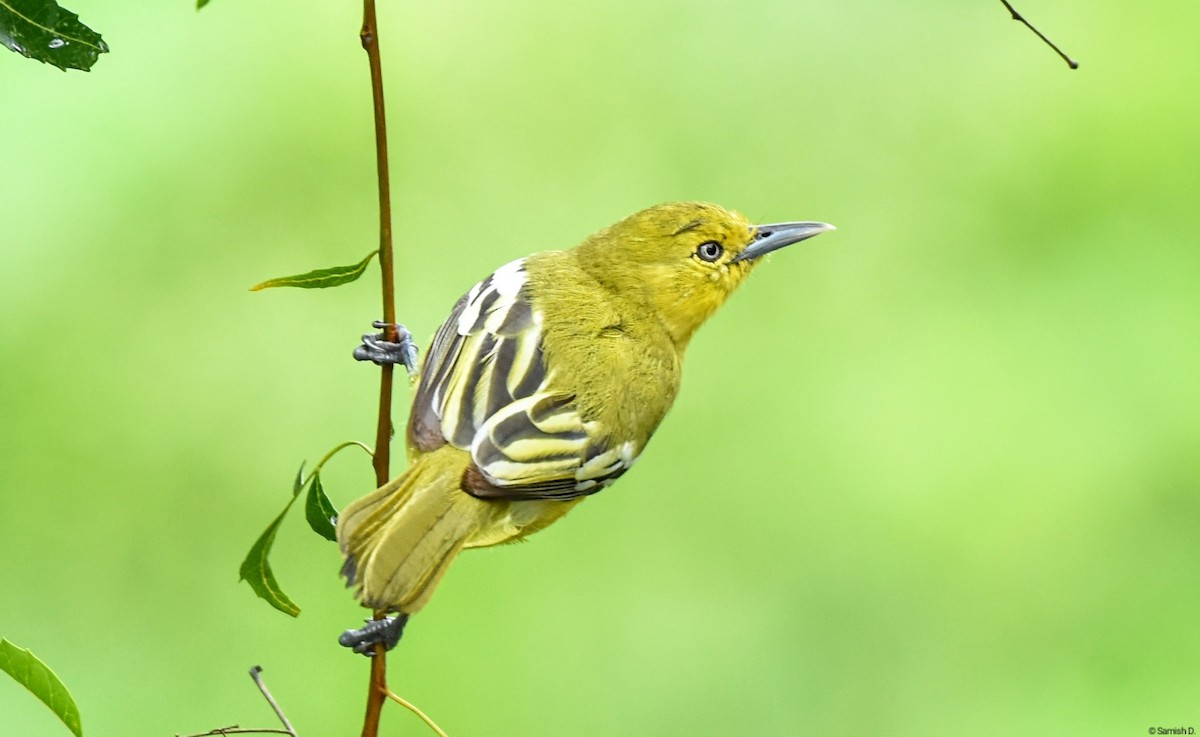 Common Iora - ML624214201