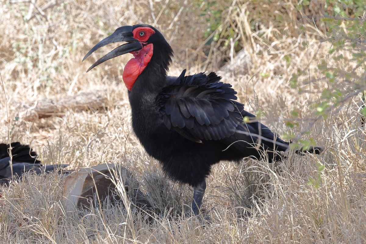 Southern Ground-Hornbill - ML624214209