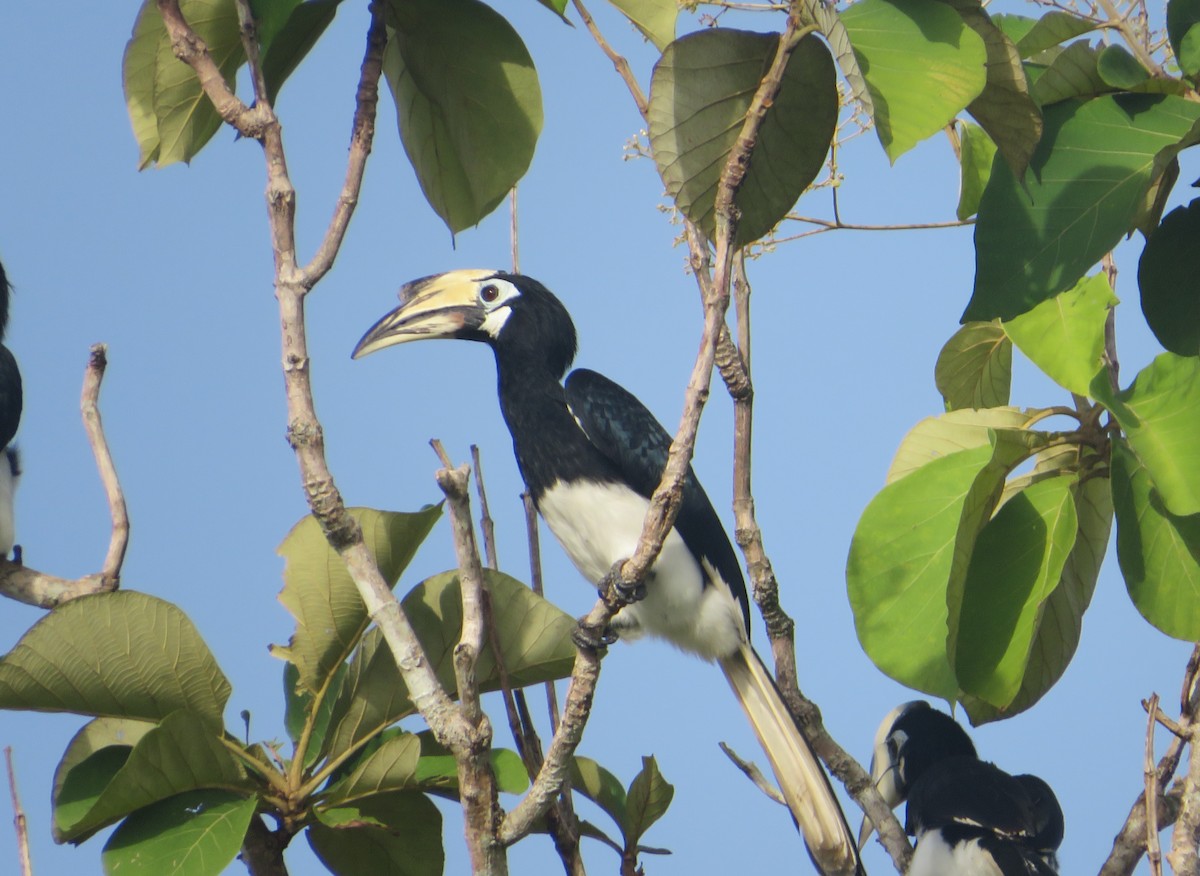 Oriental Pied-Hornbill - Ragupathy Kannan