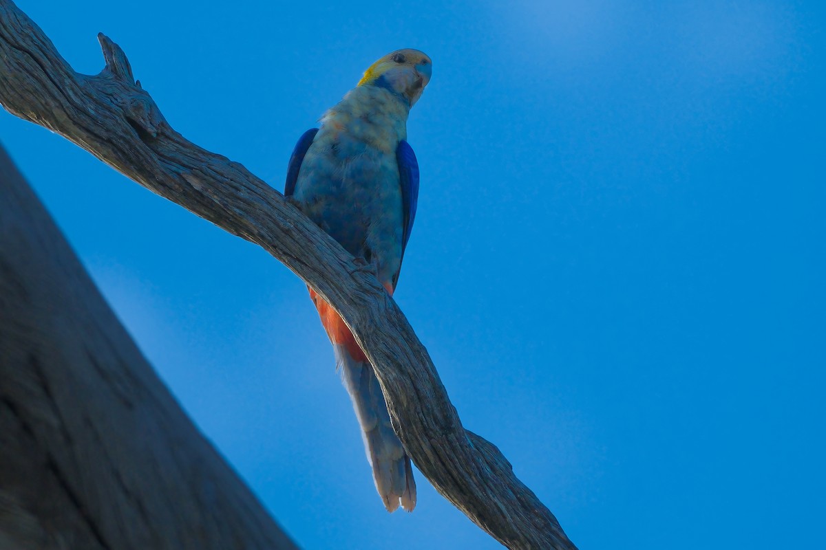 Pale-headed Rosella - ML624214221