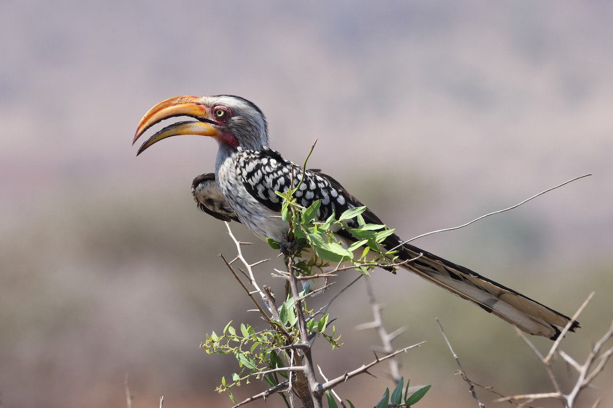 Southern Yellow-billed Hornbill - ML624214226