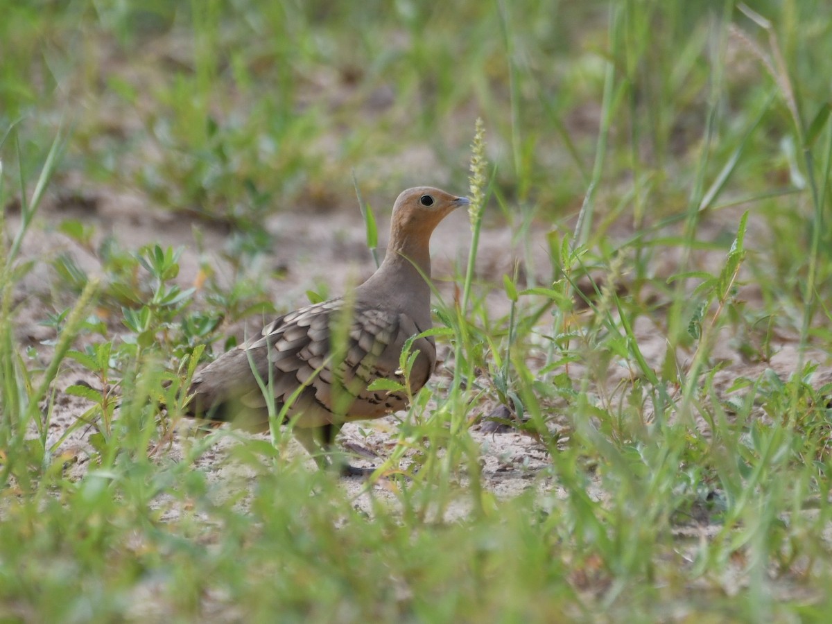 Chestnut-bellied Sandgrouse - ML624214229