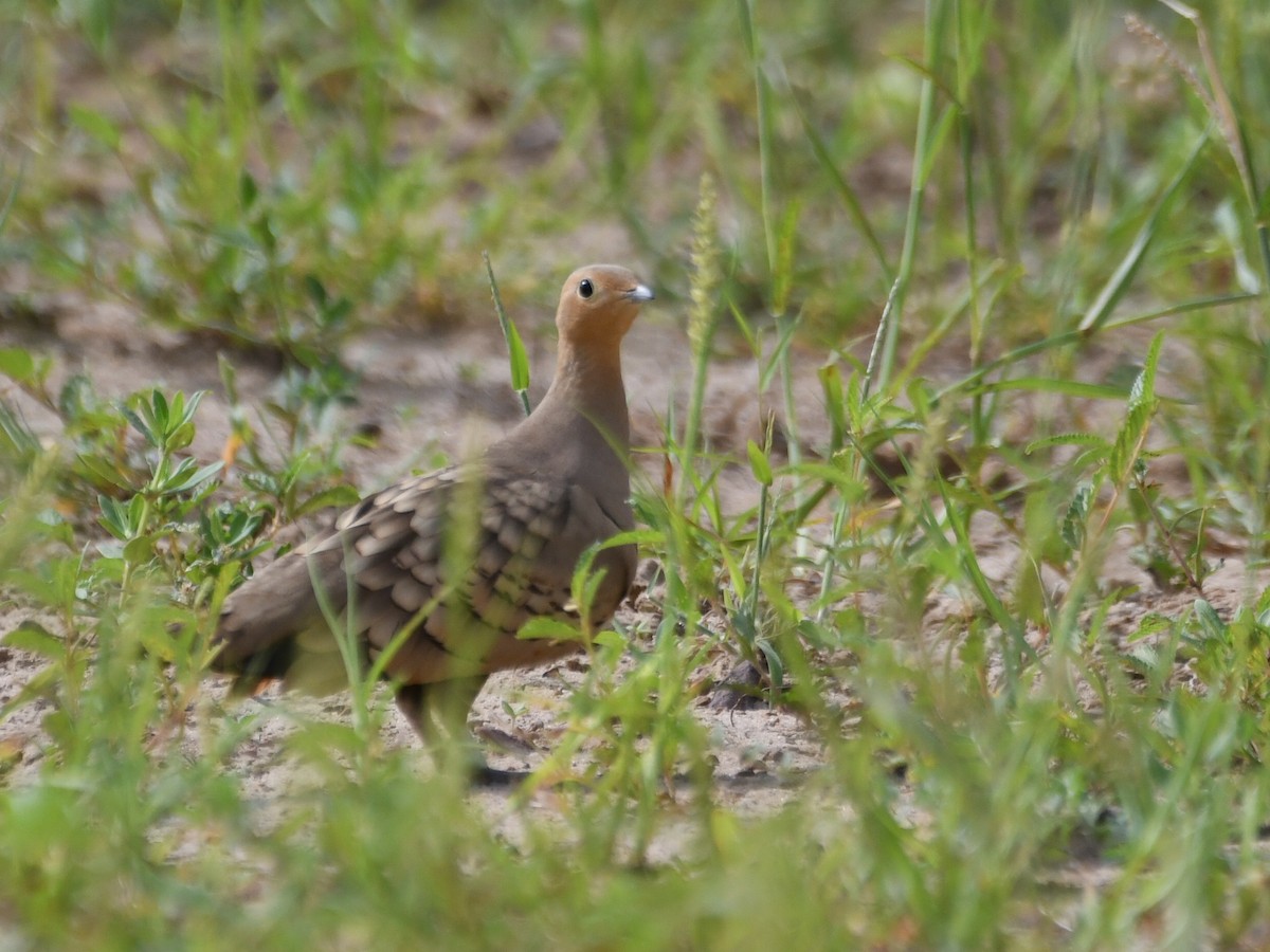 Chestnut-bellied Sandgrouse - ML624214230