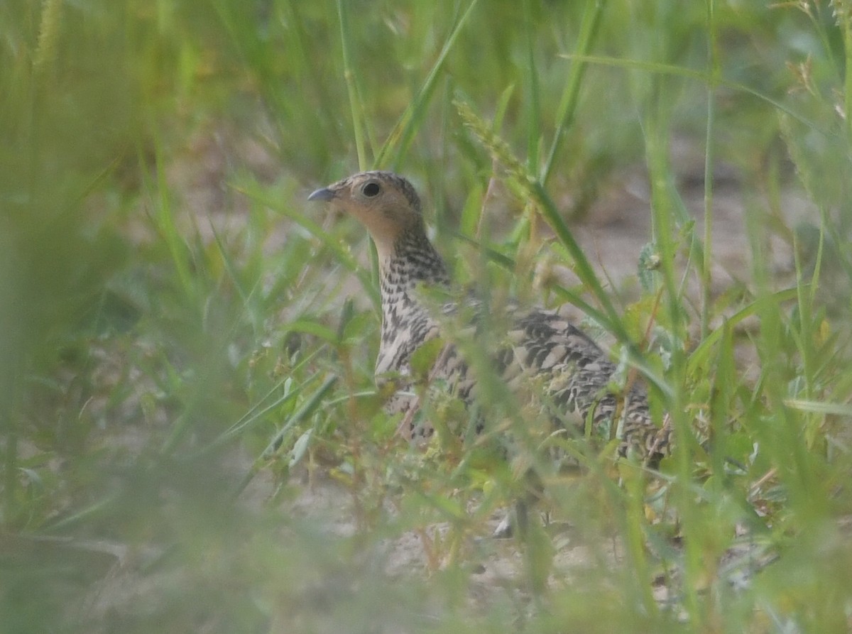 Chestnut-bellied Sandgrouse - ML624214231