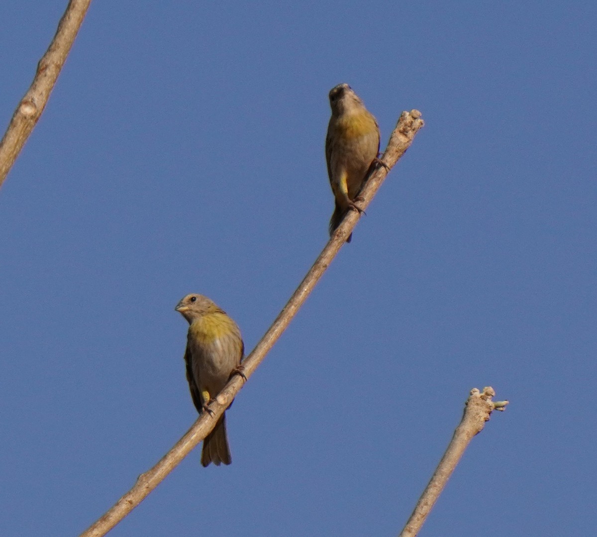 Saffron Finch - ML624214235