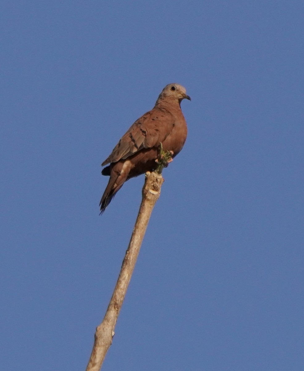 Ruddy Ground Dove - ML624214238