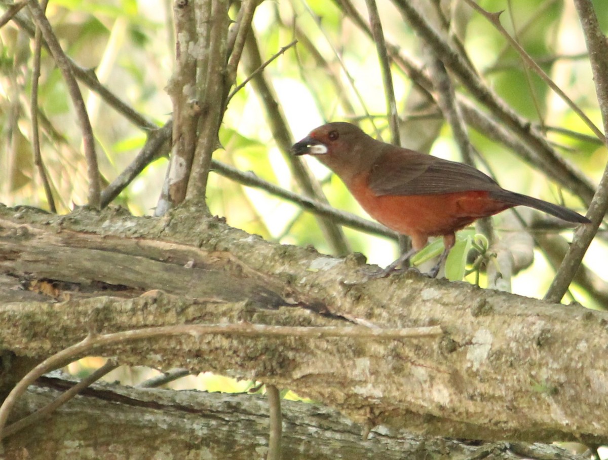 Brazilian Tanager - ML624214249