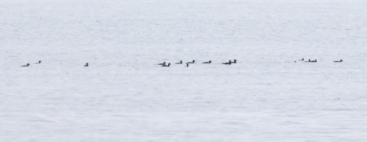 Surf Scoter - Ken McKenna