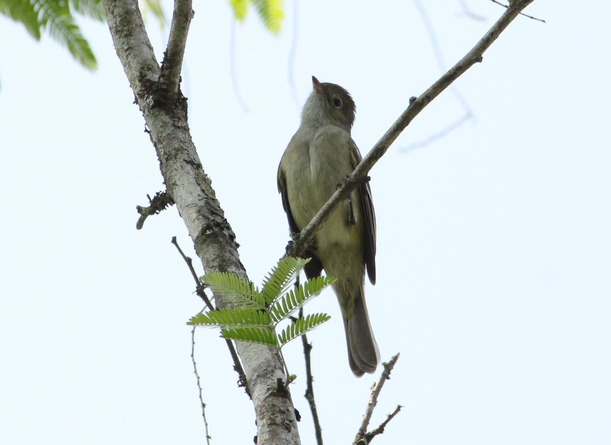 Small-billed Elaenia - Miguel  Magro