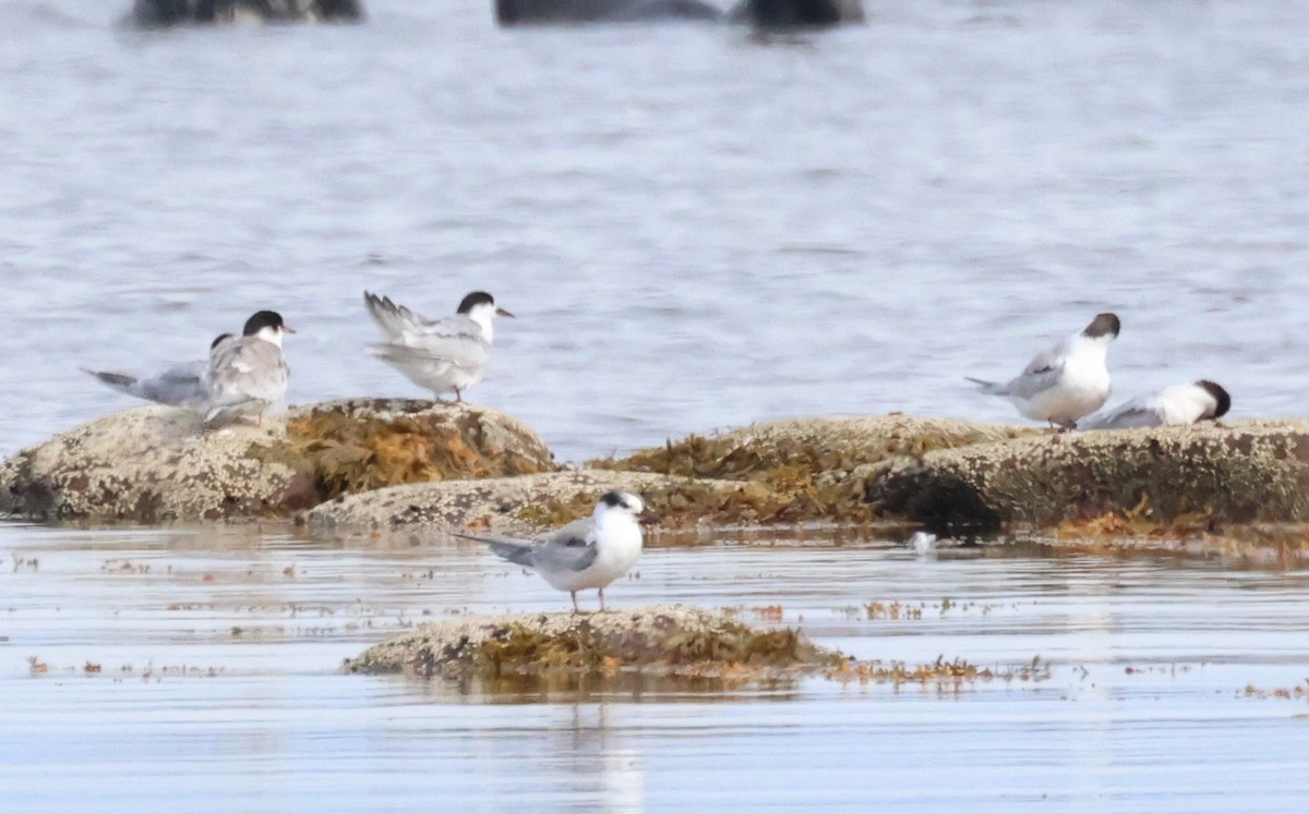 Common Tern - Ken McKenna