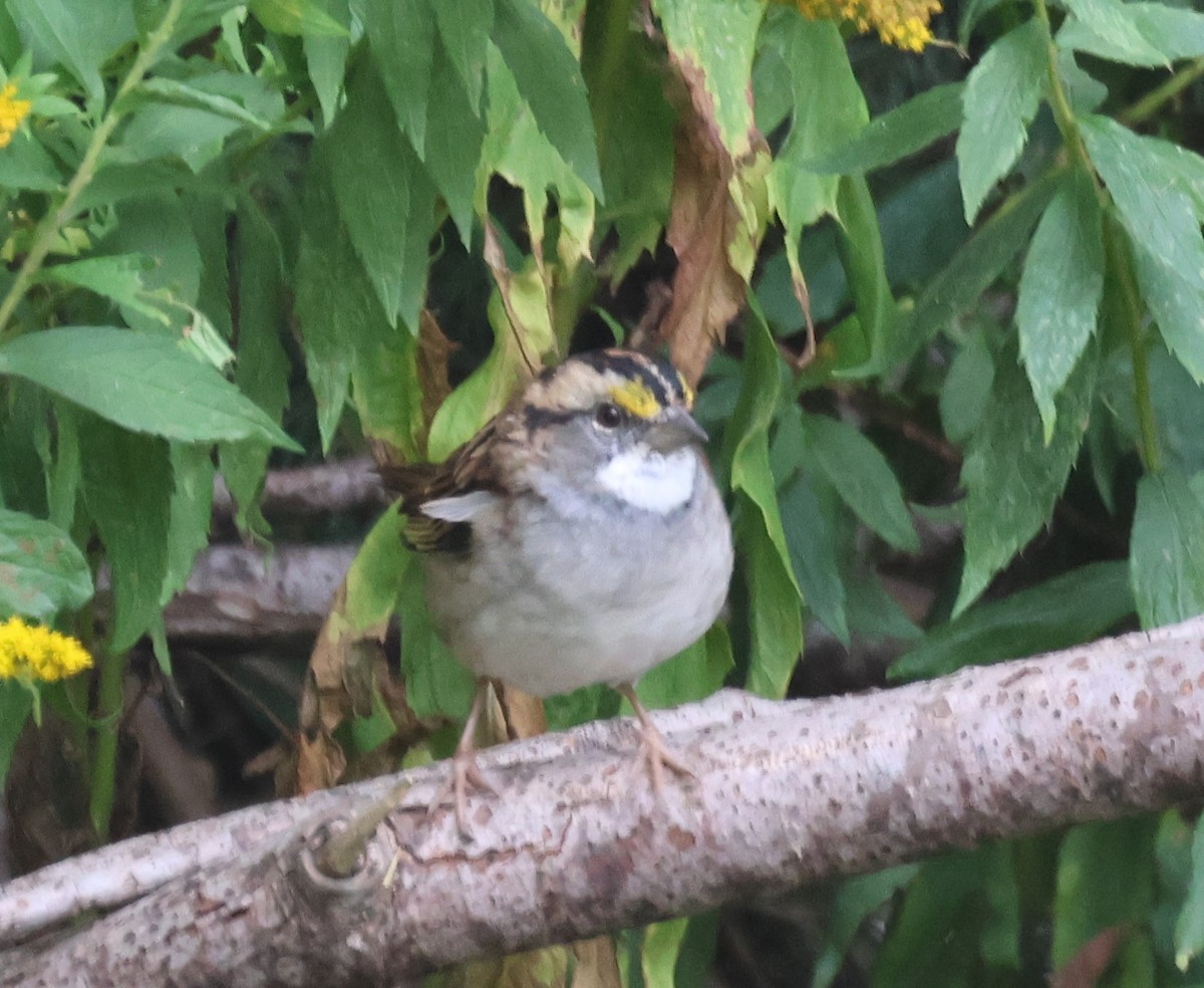 White-throated Sparrow - Ken McKenna