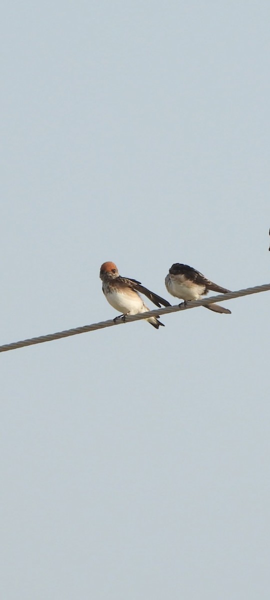 Streak-throated Swallow - ML624214307