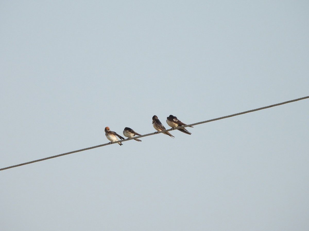 Streak-throated Swallow - ML624214308