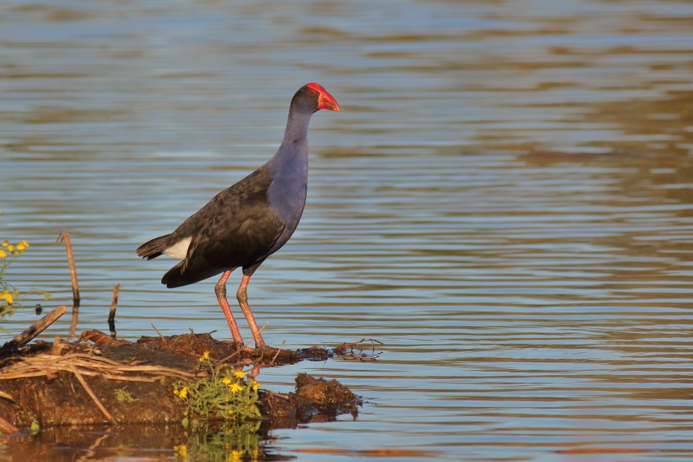 Australasian Swamphen - ML624214321