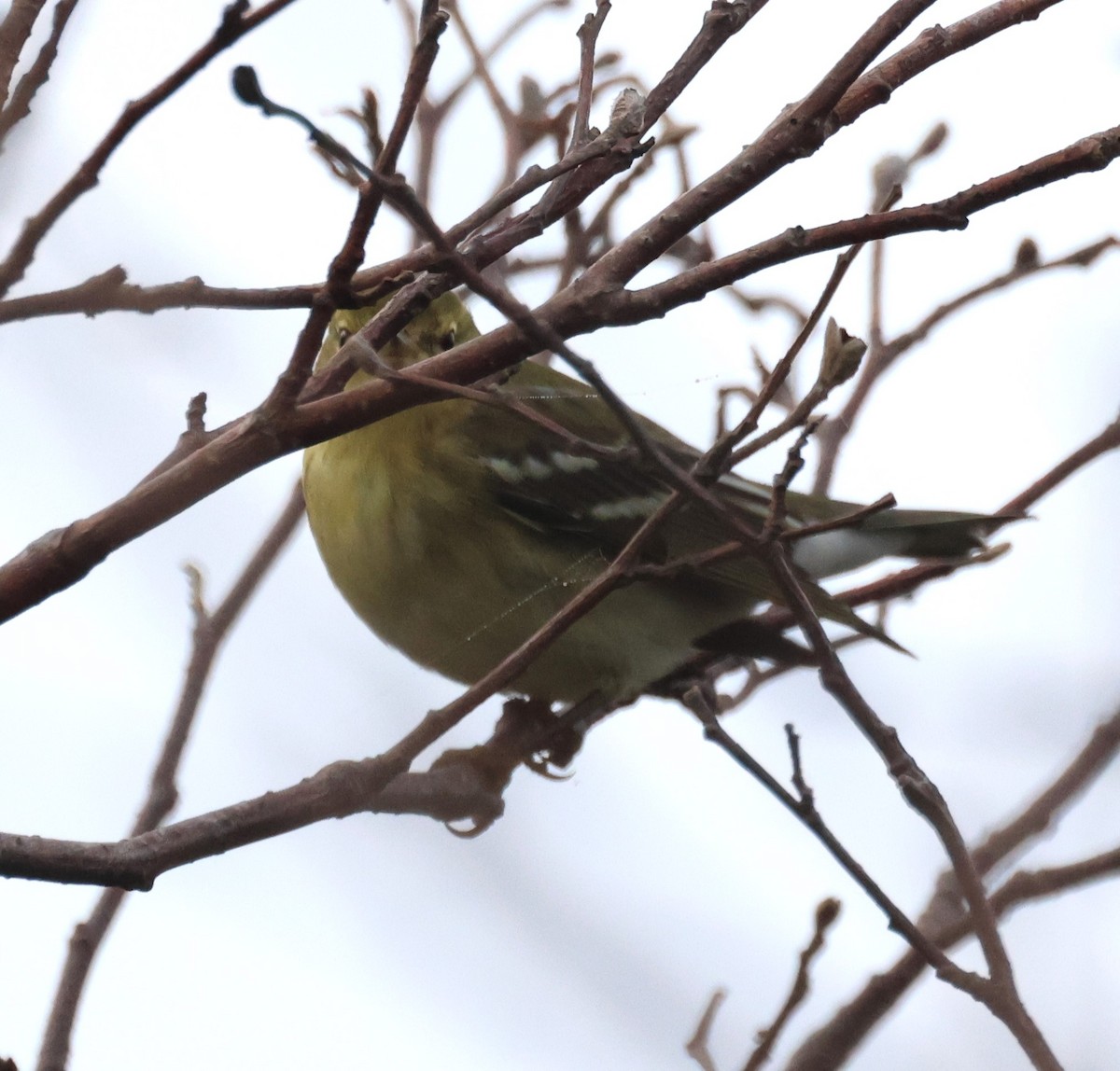 Paruline rayée - ML624214322