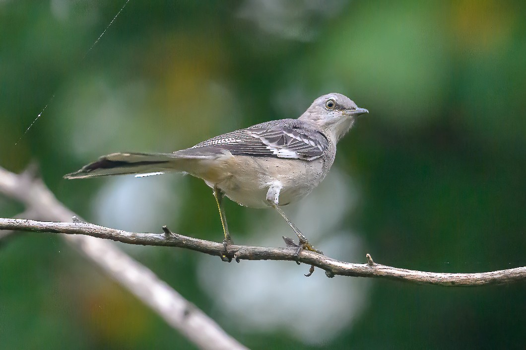 Northern Mockingbird - ML624214325