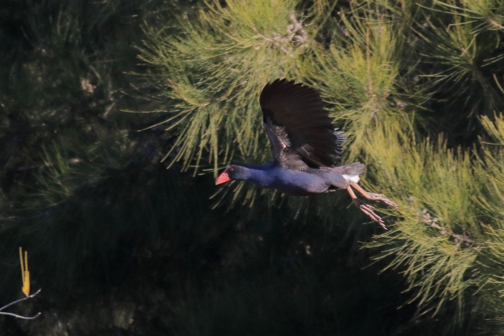 Australasian Swamphen - ML624214328