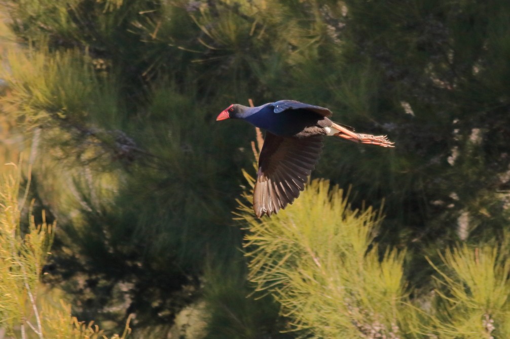 Australasian Swamphen - ML624214329