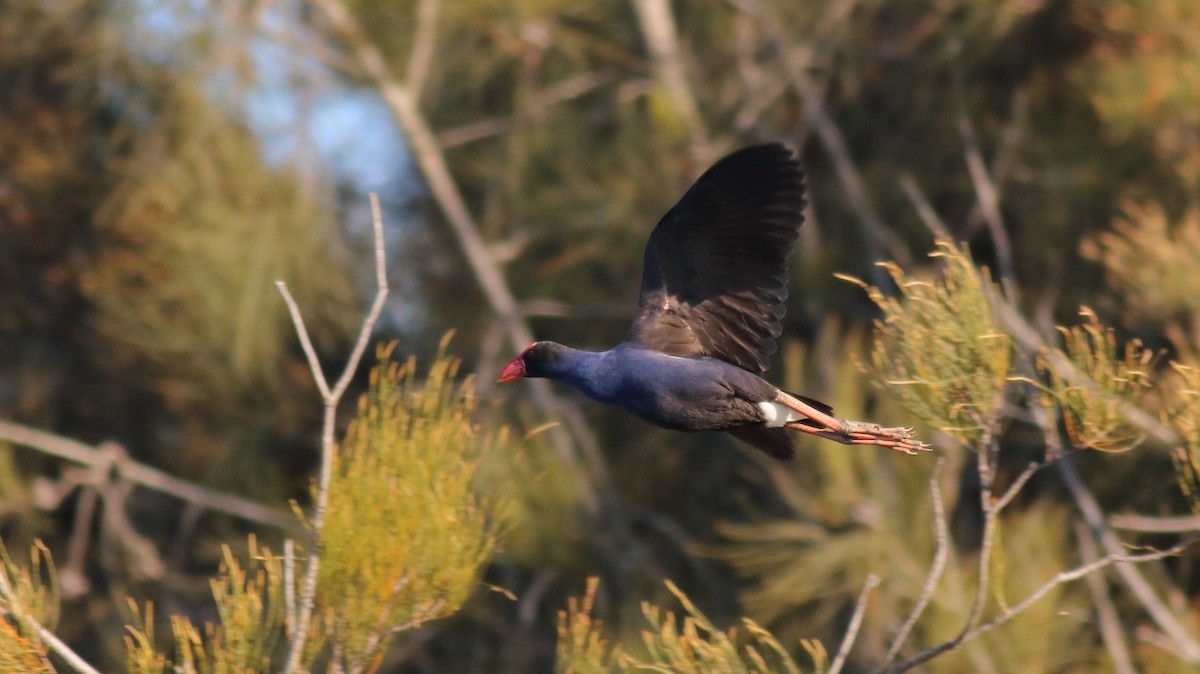 Australasian Swamphen - ML624214330