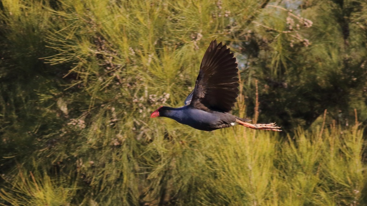 Australasian Swamphen - ML624214331