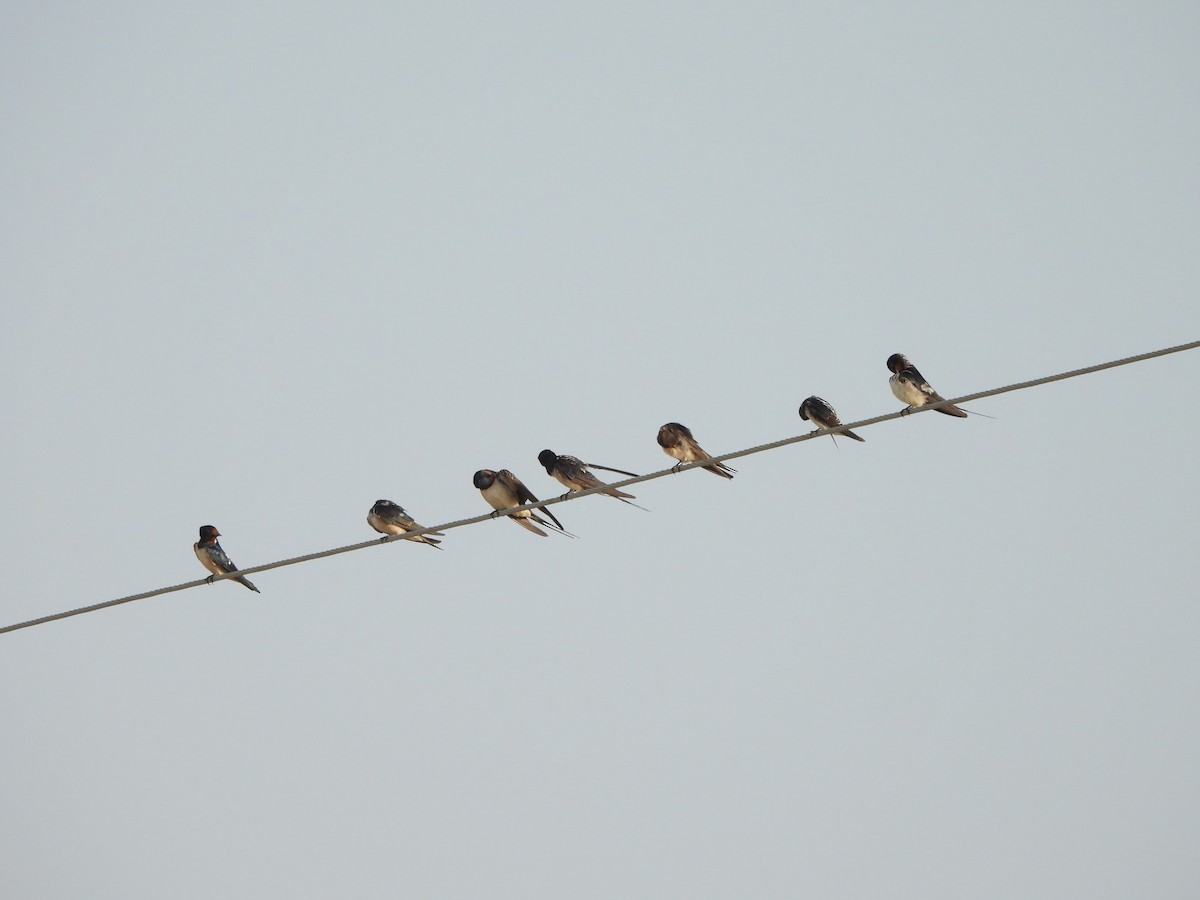 Barn Swallow - ML624214333