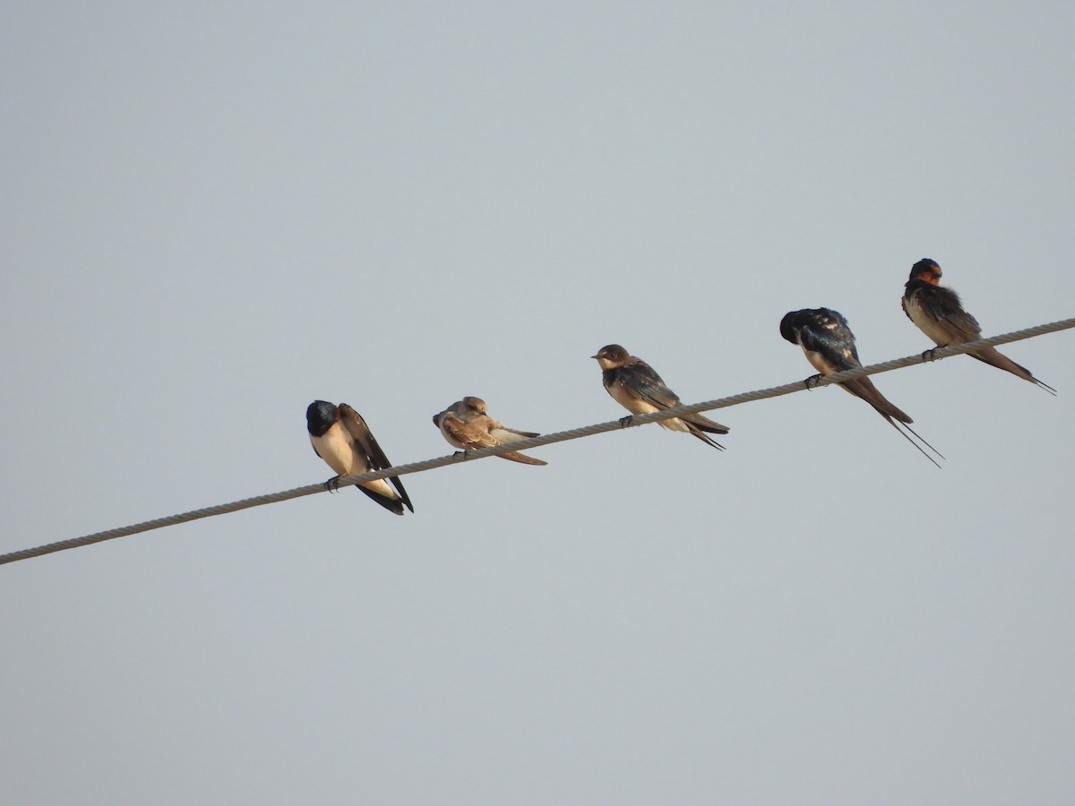 Barn Swallow - ML624214334