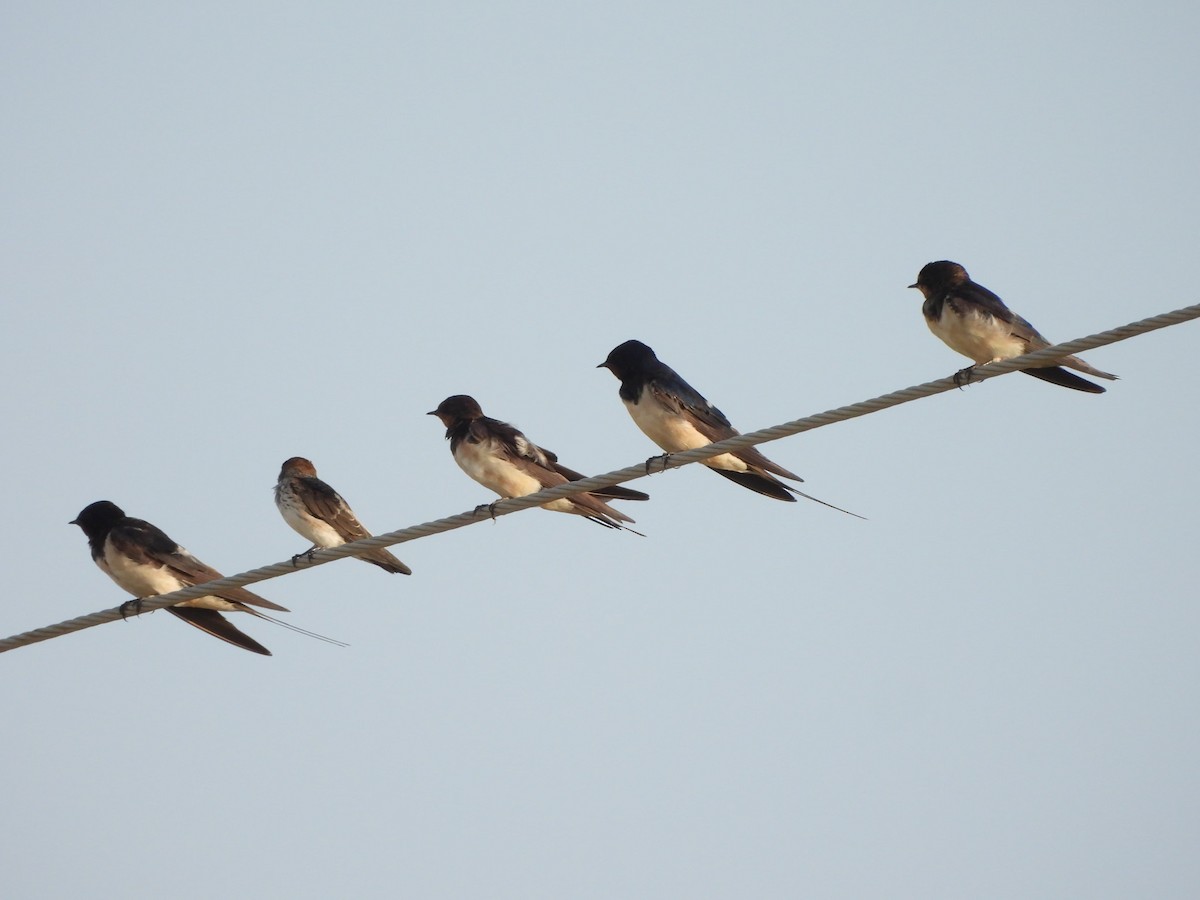 Barn Swallow - ML624214335