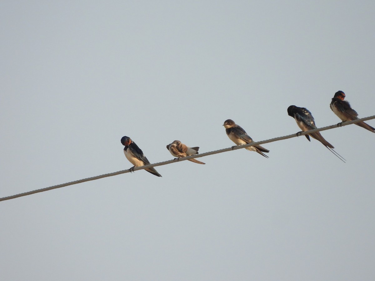 Barn Swallow - ML624214336