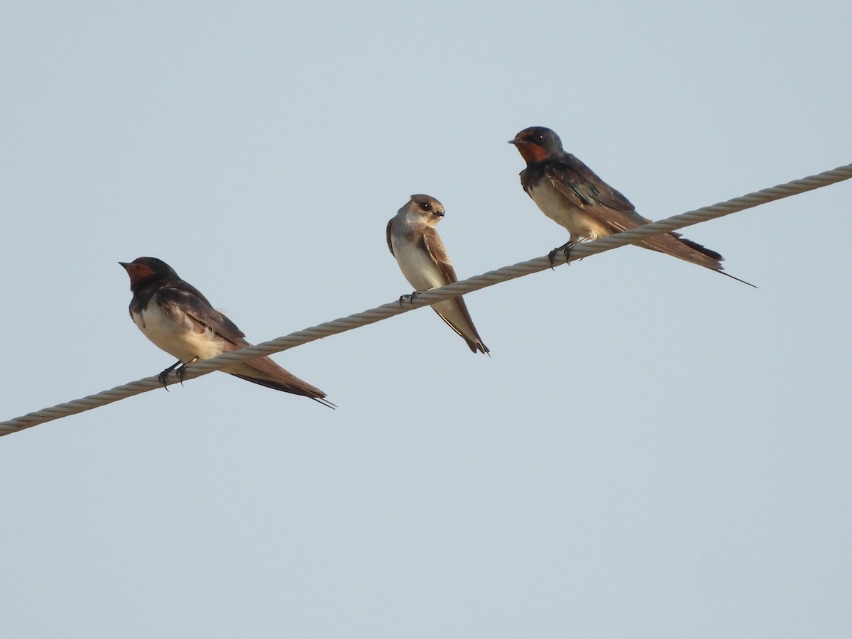 Barn Swallow - ML624214337