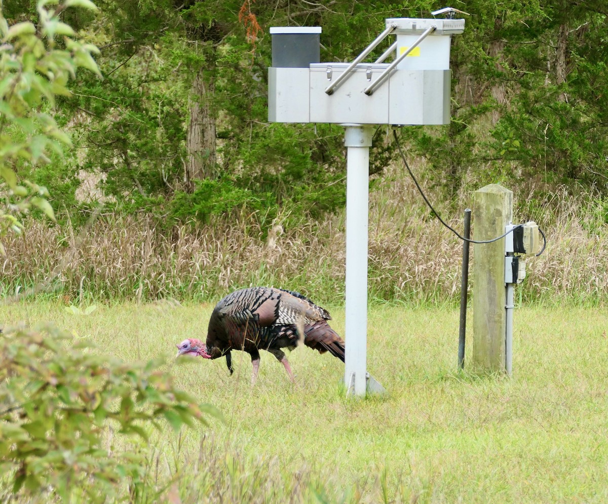 Wild Turkey - L. Scott Milne