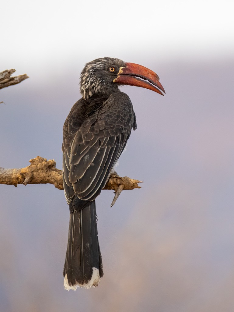 Crowned Hornbill - ML624214388